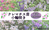 クレマチス苗 小輪咲き 4鉢セット 種類 おまかせ 花 お花 花苗 鉢花 鉢植え 園芸 ガーデニング 富士山 静岡県 長泉町