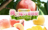 [令和8年産先行予約] [定期便3回] 桃三昧の楽園便 『フードシステムズ』 もも モモ 果物 フルーツ 山形県 南陽市 [2257-R8]