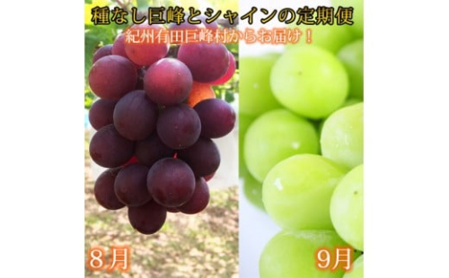 定期便 8・9月発送 紀州有田産旬のぶどうセット（種なし巨峰・シャインマスカット） 2302921 - 和歌山県有田川町