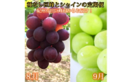定期便 8・9月発送 紀州有田産旬のぶどうセット（種なし巨峰・シャインマスカット）
