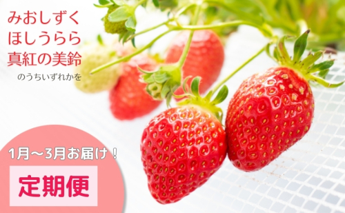 希少品種いちご3種定期便（1～3月お届け） 2304258 - 滋賀県米原市