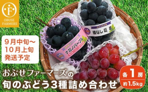 長野県産 旬のぶどう3種セット 種無し巨峰 ナガノパープル 赤系ぶどう 各1房 約1.5kg ［おぶせファーマーズ］ 詰め合わせ 詰合せ 食べ比べ 果物 フルーツ ぶどう 葡萄 クール便 冷蔵便 令和7年産 【2025年9月中旬〜10月上旬発送】 ［F-531］