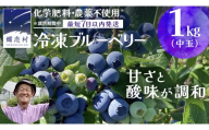 [ 最短 7日以内 発送 ] 冷凍 ブルーベリー 中玉 1kg [ 化学肥料 農薬 不使用 ] 数量限定 中粒 国産 フルーツ スムージー 果物 くだもの 農家直送 スイーツ アイス ノーザンハイブッシュ系 ミックス [AT013tu]