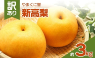 やまくに誉(新高梨) 訳あり 約 3kg | フルーツ 果物 くだもの 梨 なし ナシ 和梨 新高 3キロ 産地直送 九州産 国産 九州 大分県 中津市
