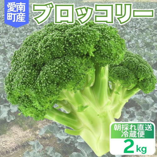ブロッコリー 2kg 朝採れ 当日 発送 新鮮 採れたて 産地直送 農家直送 国産 野菜 シャキシャキ 食感 茎 まで 甘い 栄養満点 ご家庭用 サラダ スープ お弁当 彩り野菜 旬 の 味覚 離乳食 食事管理中 に おすすめ 緑黄色野菜 冷凍 保存 可能 ストック 便利 人気 期間限定 旬 の 味覚 食卓 へ 愛媛県 愛南町 愛なんよ 2305531 - 愛媛県愛南町