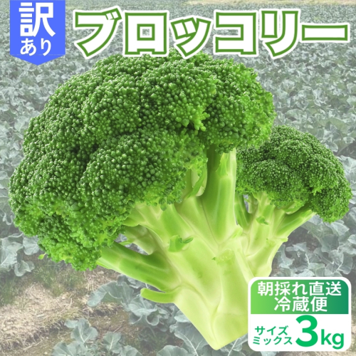 訳あり ブロッコリー 3kg サイズミックス 朝採れ 当日 発送 新鮮 採れたて 産地直送 農家直送 国産 野菜 シャキシャキ 食感 茎 まで 甘い 栄養満点 ご家庭用 サラダ スープ お弁当 彩り野菜 旬 の 味覚 離乳食 食事管理中 に おすすめ 緑黄色野菜 冷凍 保存 可能 ストック 便利 人気 期間限定 旬 の 味覚 食卓 へ 愛媛県 愛南町 愛なんよ 2305563 - 愛媛県愛南町