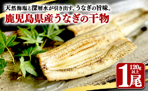 鹿児島県産　うなぎ干物　1尾（120g以上） 2307395 - 鹿児島県垂水市
