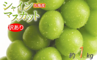訳あり シャインマスカット 約1kg 2-3房 種なし 皮ごと 冷蔵 配送 マスカット ぶどう 葡萄 ブドウ フルーツ 果物 くだもの 瀬戸内 果汁 フルーツ 高級 デザート 果実 青果 甘い ビタミンC 食物繊維 ブドウ糖 美肌 季節 国産 ふるさと納税マスカット ふるさと納税ぶどう 香川県 丸亀市