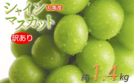訳あり シャインマスカット 約1.4kg 2-4房 種なし 皮ごと 冷蔵 配送 マスカット ぶどう 葡萄 ブドウ フルーツ 果物 くだもの 瀬戸内 果汁 フルーツ 高級 デザート 果実 青果 甘い ビタミンC 食物繊維 ブドウ糖 美肌 季節 国産 ふるさと納税マスカット ふるさと納税ぶどう 香川県 丸亀市