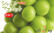 訳あり シャインマスカット 約2kg 2-6房 種なし 皮ごと 冷蔵 配送 マスカット ぶどう 葡萄 ブドウ フルーツ 果物 くだもの 瀬戸内 果汁 フルーツ 高級 デザート 果実 青果 甘い ビタミンC 食物繊維 ブドウ糖 美肌 季節 国産 ふるさと納税マスカット ふるさと納税ぶどう 香川県 丸亀市