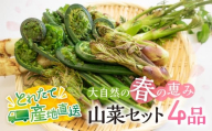 春の恵み 山菜セット4品 （約400g～500g）  旬もの 季節品 産地直送 行者にんにく コシアブラ こごみ タラの芽 山うど ミズ わらび しどけ 姫竹等 [Q2987]