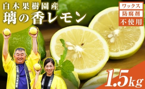 【先行予約】レモン 約1.5kg 4～7個〈2026年10月下旬～12月上旬頃発送〉  / 璃の香レモン 果物 くだもの 柑橘 フルーツ れもん お取り寄せ 産地直送 おいしい 美味しい 白木果樹園 常温 配送 高知県 高知 土佐市【白木果樹園】 [BQAI024] 2313971 - 高知県土佐市