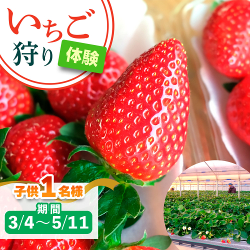 [3月4日から5月11日] いちご狩り体験 子供1名様 奈良のブランド (あすかルビー)｜イチゴ農園 果物 フルーツ 親子 体験チケット いちご狩り農園 奈良県 [3054] 2314337 - 奈良県香芝市