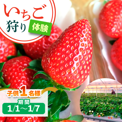[1月1日から1月7日] いちご狩り体験 子供1名様 奈良のブランド (あすかルビー)｜イチゴ農園 果物 フルーツ 親子 体験チケット いちご狩り農園 奈良県 [3050] 2314339 - 奈良県香芝市