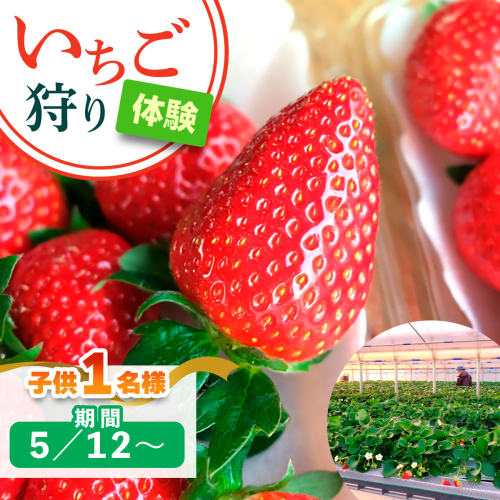 [5月12日以降] いちご狩り体験 子供1名様 奈良のブランド (あすかルビー)｜イチゴ農園 果物 フルーツ 親子 体験チケット いちご狩り農園 奈良県 [3056] 2314342 - 奈良県香芝市