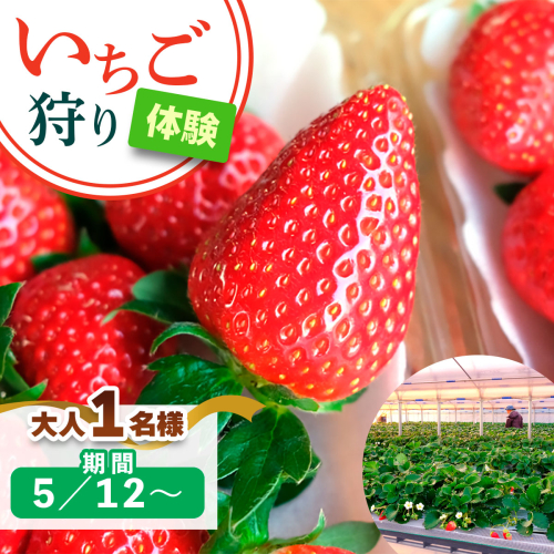 [5月12日以降] いちご狩り体験 大人1名様 奈良のブランド (あすかルビー)｜イチゴ農園 果物 フルーツ 親子 体験チケット いちご狩り農園 奈良県 [3055] 2314346 - 奈良県香芝市