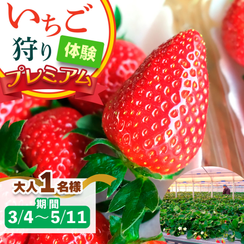 [3月4日から5月11日] いちご狩り体験プレミアム 大人1名様 奈良のブランド (ならあかり・古都華・あすかルビー)｜イチゴ農園 果物 フルーツ 親子 体験チケット いちご狩り農園 奈良県 [3061] 2314348 - 奈良県香芝市