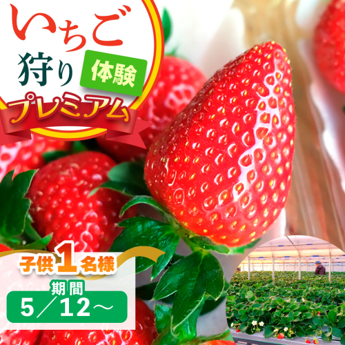 [5月12日以降] いちご狩り体験プレミアム 子供1名様 奈良のブランド (ならあかり・古都華・あすかルビー)｜イチゴ農園 果物 フルーツ 親子 体験チケット いちご狩り農園 奈良県 [3064] 2314349 - 奈良県香芝市