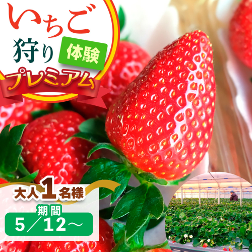 [5月12日以降] いちご狩り体験プレミアム 大人1名様 奈良のブランド (ならあかり・古都華・あすかルビー)｜イチゴ農園 果物 フルーツ 親子 体験チケット いちご狩り農園 奈良県 [3063] 2314350 - 奈良県香芝市