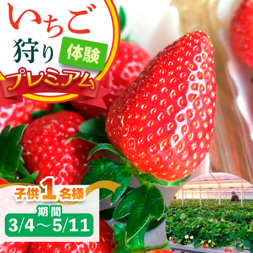 [3月4日から5月11日] いちご狩り体験プレミアム 子供1名様 奈良のブランド (ならあかり・古都華・あすかルビー)｜イチゴ農園 果物 フルーツ 親子 体験チケット いちご狩り農園 奈良県 [3062] 2314351 - 奈良県香芝市