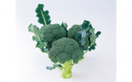 ブロッコリー　約2.5kg