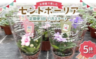 お部屋で楽しむセントポーリア5鉢セット（定期便3回 2025年11月スタート） 花 はな 栽培 インテリア 岐阜県 坂祝町 さかほぎ F6M-298