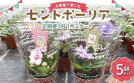 お部屋で楽しむセントポーリア5鉢セット（定期便3回 2026年1月スタート） 花 はな 栽培 インテリア 岐阜県 坂祝町 さかほぎ F6M-300
