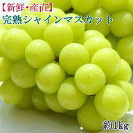 和歌山県産完熟シャインマスカット約1kg【2026年度発送分】