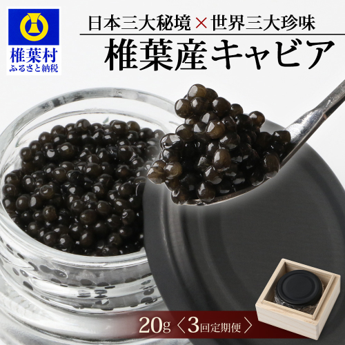〈3回定期便〉【桐箱入り】 国産 キャビア 20g × 3回配送 計60g【世界三大珍味×日本三大秘境】 SZ-103_3teiki 2316619 - 宮崎県椎葉村