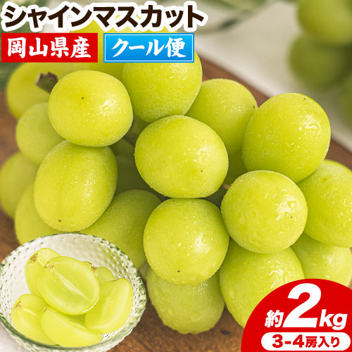 【2026年発送先行予約】シャインマスカット 約2kg (3-4房入) 《2026年9月上旬-11月中旬頃出荷》ぶどう ブドウ 葡萄 マスカット 果物 フルーツ ギフト 岡山県 笠岡市 フルーツ マスカット 2317449 - 岡山県笠岡市