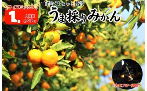みかん うま採り 箱込約 1kg（内容量0.9kg） 光センサー選別 みかんの会厳選 サイズミックス 和歌山県産 産地直送 【みかんの会】［2025年11月中旬より2026年1月中旬頃順次出荷予定］ 2318982 - 和歌山県有田川町