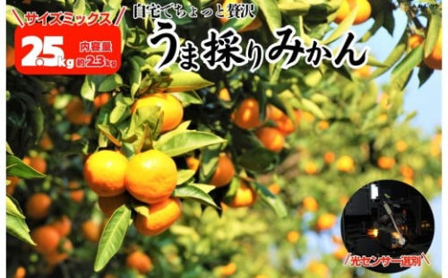 みかん うま採り 箱込約 2.5kg（内容量2.3kg） 光センサー選別 みかんの会厳選 サイズミックス 和歌山県産 産地直送 【みかんの会】［2025年11月中旬より2026年1月中旬頃順次出荷予定］ 2318983 - 和歌山県有田川町