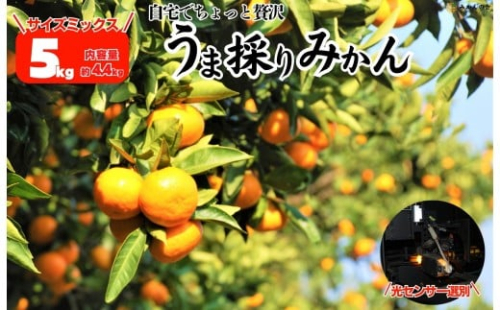 みかん うま採り 箱込約 5kg（内容量4.4kg） 光センサー選別 みかんの会厳選 サイズミックス 和歌山県産 産地直送 【みかんの会】［2025年11月中旬より2026年1月中旬頃順次出荷予定］ 2318984 - 和歌山県有田川町