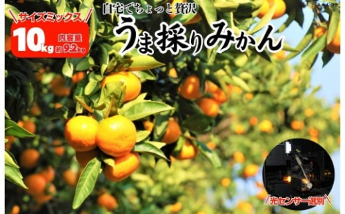 みかん うま採り 箱込約 10kg（内容量9.2kg） 光センサー選別 みかんの会厳選 サイズミックス 和歌山県産 産地直送 【みかんの会】［2025年11月中旬より2026年1月中旬頃順次出荷予定］ 2318986 - 和歌山県有田川町