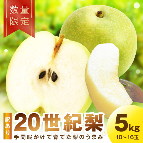 【先行予約／数量限定100】訳あり 廿世紀梨 5kg（2026年9月上旬～発送）
 2318994 - 京都府京丹後市
