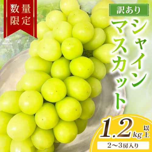 【先行予約／数量限定100】訳ありシャインマスカット 1.2kg以上（2～3房入り）（2026年9月上旬～発送）
 2319030 - 京都府京丹後市