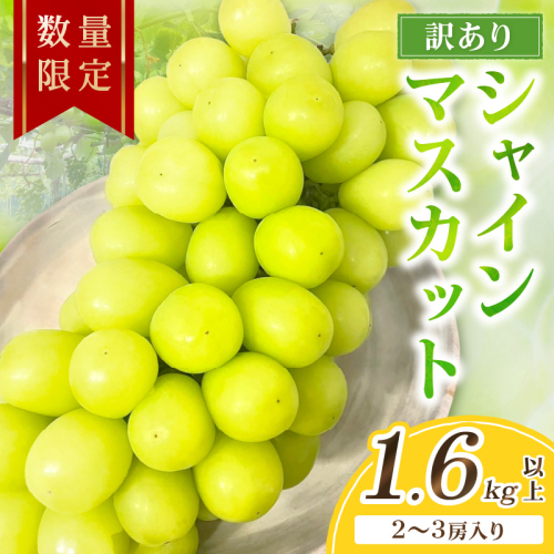 【先行予約／数量限定100】訳ありシャインマスカット 1.6kg以上（2～3房入り）（2026年9月上旬～発送）
 2319031 - 京都府京丹後市