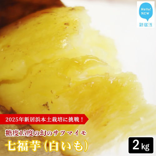 【先行予約】【数量限定】 新居大島の遺伝子を受け継ぐ幻のさつまいも 「七福芋（白いも）」 新居大島原産・本土栽培品 2kg 七福芋 白芋 2319981 - 愛媛県新居浜市
