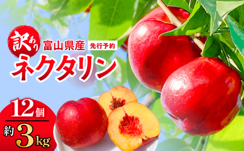 【先行予約】【訳あり】富山県産 ネクタリン 12個 （約3kg） ＜2026年8月中旬以降順次発送＞ 2321068 - 富山県氷見市