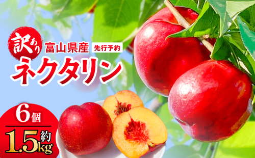 【先行予約】【訳あり】富山県産 ネクタリン 6個 （約1.5kg） ＜2026年8月中旬以降順次発送＞ 2321069 - 富山県氷見市