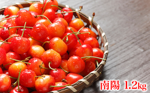 北海道 仁木町産 さくらんぼ 南陽 1.2kg (300g×4パック) Lサイズ以上 旬 桜桃 産地直送 サクランボ チェリー フルーツ 果物 果物類  仁木町 仁木 [松山商店] 2321351 - 北海道仁木町