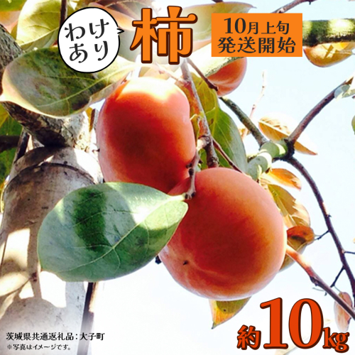 【 訳あり 】 柿 約10kg【2025年10月上旬発送開始】(茨城県共通返礼品：大子町)	柿 かき カキ 果物 フルーツ 旬 季節限定 期間限定 2322062 - 茨城県牛久市