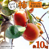 【 訳あり 】 柿 約10kg【2025年10月上旬発送開始】(茨城県共通返礼品：大子町)柿 かき カキ 果物 フルーツ 旬 季節限定 期間限定