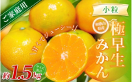 【家庭用】 森本農園の手選別 極早生小粒みかん 約1.5kg 和歌山県産 【北海道・沖縄・離島配送不可】【2025年10月上旬～下旬頃に順次発送】【BV-mrmt051】
