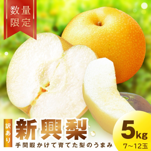 【先行予約／数量限定100】訳あり 新興梨　5kg（2026年10月中旬～発送）
 2322906 - 京都府京丹後市