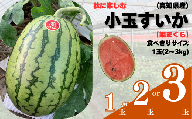 103003 山中農園の小玉スイカ1玉 姫まくら [10月中旬〜11月発送]選べる 1玉 2玉 3玉 フルーツ 季節限定 秋 産地直送 完熟 甘い こだま 西瓜 すいか 山中農園/高知県 奈半利町