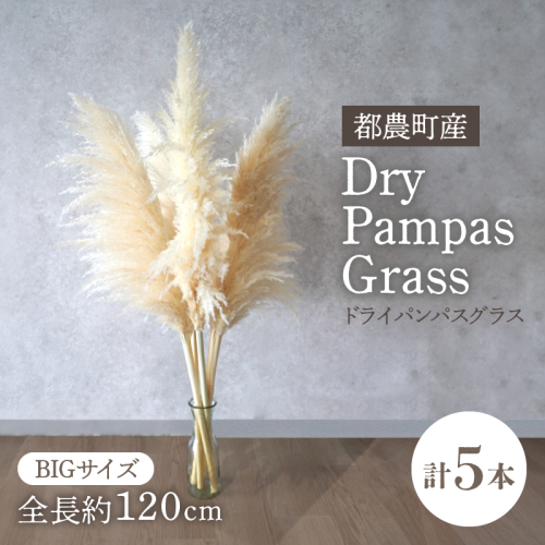 【2週間以内発送】ドライパンパスグラス（ナチュラル）計5本 すすき インテリア 国産_T057-001 2324067 - 宮崎県都農町