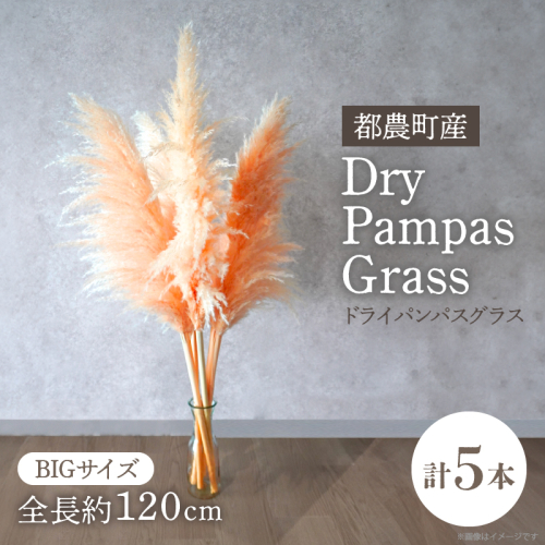 【2週間以内発送】ドライパンパスグラス（オレンジ）計5本 すすき インテリア 国産_T057-003 2324069 - 宮崎県都農町