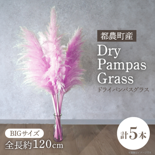 【2週間以内発送】ドライパンパスグラス（ピンク）計5本 すすき インテリア 国産_T057-004 2324070 - 宮崎県都農町