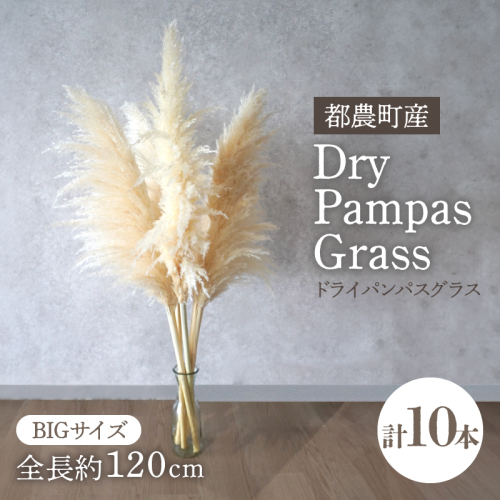 【2週間以内発送】ドライパンパスグラス（ナチュラル）計10本 すすき インテリア 国産_T057-005 2324071 - 宮崎県都農町
